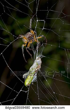 "Orb-weaver spider (Eriophora spec. ), female, wrapping its prey with silk threads, Tambopata Nature Reserve, Madre de Dios Region, Peru, South America" View Large Photo Image Stock Image - "Orb-weaver spider (Eriophora spec. ), female, wrapping its prey with silk threads, Tambopata Nature Reserve, Madre de Dios Region, Peru, South America". Fotosearch