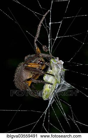 "Orb-weaver spider (Eriophora spec. ), female, wrapping its prey with silk threads, Tambopata Nature Reserve, Madre de Dios Region, Peru, South America" View Large Photo Image Stock Image - "Orb-weaver spider (Eriophora spec. ), female, wrapping its prey with silk threads, Tambopata Nature Reserve, Madre de Dios Region, Peru, South America". Fotosearch