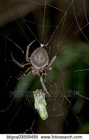 "Orb-weaver spider (Eriophora spec. ), female, wrapping its prey with silk threads, Tambopata Nature Reserve, Madre de Dios Region, Peru, South America" View Large Photo Image Stock Photography - "Orb-weaver spider (Eriophora spec. ), female, wrapping its prey with silk threads, Tambopata Nature Reserve, Madre de Dios Region, Peru, South America". Fotosearch