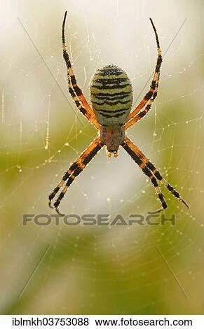"Orb-weaving Spider (Argiope bruennichi), Hessen, Deutschland, Germany, Europe" View Large Photo Image Stock Photo - "Orb-weaving Spider (Argiope bruennichi), Hessen, Deutschland, Germany, Europe". Fotosearch