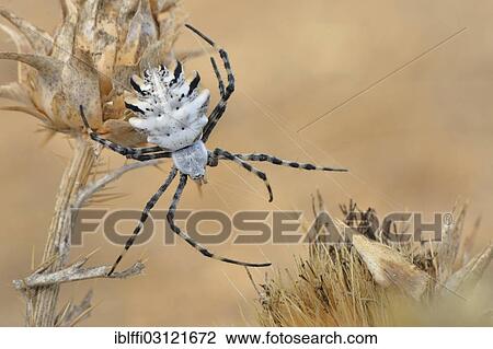 "Orb Web Spider (Argiope lobata), adult female, Westalgarve, Algarve, Portugal, Europe" View Large Photo Image Stock Image - "Orb Web Spider (Argiope lobata), adult female, Westalgarve, Algarve, Portugal, Europe". Fotosearch
