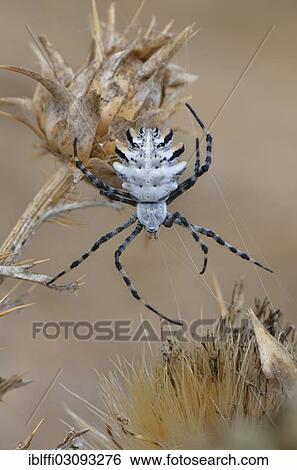 "Orb Web Spider (Argiope lobata), adult female, Westalgarve, Algarve, Portugal, Europe" View Large Photo Image Stock Photograph - "Orb Web Spider (Argiope lobata), adult female, Westalgarve, Algarve, Portugal, Europe". Fotosearch