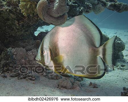 "Orbicular Batfish (Platax orbicularis), Mangrove Bay, Red Sea, Egypt, Africa" View Large Photo Image Stock Photograph - "Orbicular Batfish (Platax orbicularis), Mangrove Bay, Red Sea, Egypt, Africa". Fotosearch