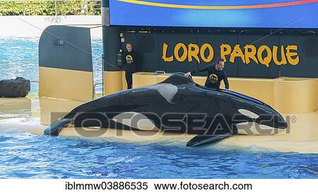"Orca or Killer Whale (Orcinus orca) on land with keepers, orca show, Loro Parque, Puerto de la Cruz, Santa Cruz de Tenerife, Canary Islands, Spain, Tenerife, Spain, Europe" View Large Photo Image Stock Photography - "Orca or Killer Whale (Orcinus orca) on land with keepers, orca show, Loro Parque, Puerto de la Cruz, Santa Cruz de Tenerife, Canary Islands, Spain, Tenerife, Spain, Europe". Fotosearch