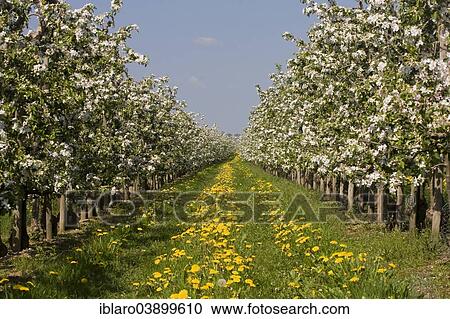 "Orchard, apple trees, Altes Land, Lower Saxony, Germany, Europe" View Large Photo Image Stock Image - "Orchard, apple trees, Altes Land, Lower Saxony, Germany, Europe". Fotosearch