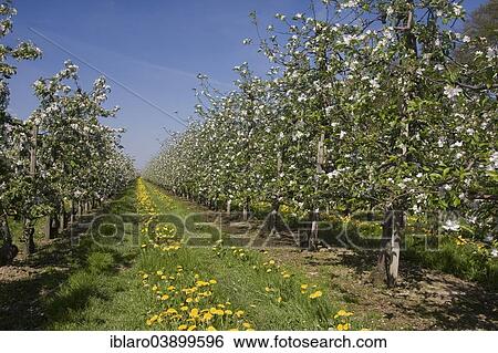 "Orchard, apple trees, Altes Land, Lower Saxony, Germany, Europe" View Large Photo Image Stock Photograph - "Orchard, apple trees, Altes Land, Lower Saxony, Germany, Europe". Fotosearch