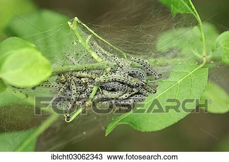 Stock Image - "Orchard Ermine (Yponomeuta padella), cocoon of caterpillars, North Rhine-Westphalia, Germany, Europe". Fotosearch