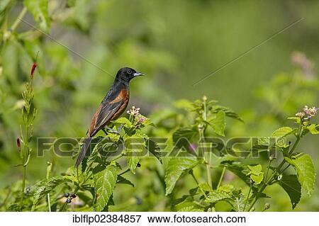 "Orchard Oriole (Icterus spurius), adult male, perched on flowering bush, South Padre Island, Texas, United States, North America" View Large Photo Image Stock Photo - "Orchard Oriole (Icterus spurius), adult male, perched on flowering bush, South Padre Island, Texas, United States, North America". Fotosearch