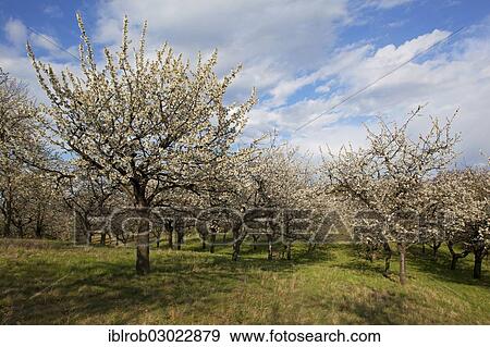 Stock Photo - "Orchard with blossoming cherry trees, Thuringia, Germany, Europe". Fotosearch