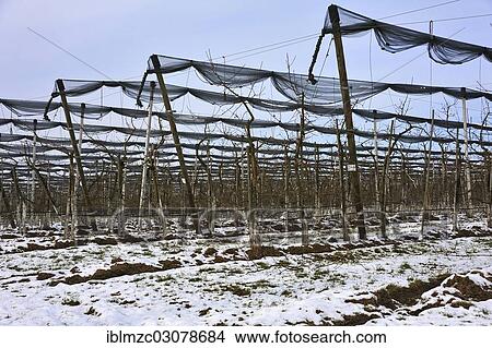 "Orchard with hail netting in winter, Herpersdorf, Nuremberg, Middle Franconia, Bavaria, Germany, Europe" View Large Photo Image Picture - "Orchard with hail netting in winter, Herpersdorf, Nuremberg, Middle Franconia, Bavaria, Germany, Europe". Fotosearch
