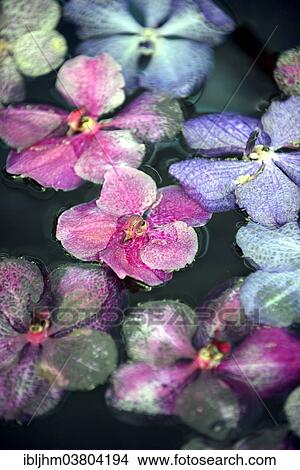 "Orchid blossoms (Orchidaceae) in the water, orchid farm, Chiang Mai, Northern Thailand, Thailand, Asia" View Large Photo Image Picture - "Orchid blossoms (Orchidaceae) in the water, orchid farm, Chiang Mai, Northern Thailand, Thailand, Asia". Fotosearch