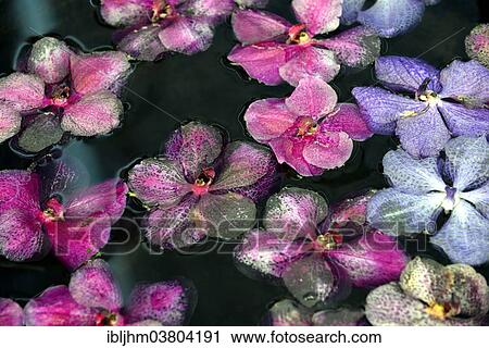 "Orchid blossoms (Orchidaceae) in the water, orchid farm, Chiang Mai, Northern Thailand, Thailand, Asia" View Large Photo Image Stock Image - "Orchid blossoms (Orchidaceae) in the water, orchid farm, Chiang Mai, Northern Thailand, Thailand, Asia". Fotosearch