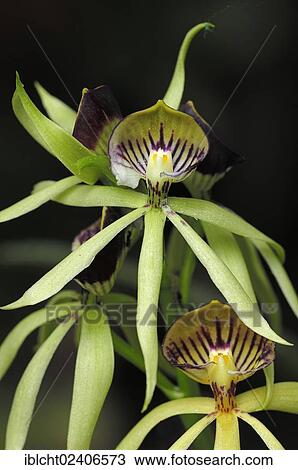 "Orchid (Epidendrum Green Hornet, Encyclia Green Hornet), hybrids of Encyclia Encyclia x cochleatum lancifolium, ornamental plant" View Large Photo Image Stock Image - "Orchid (Epidendrum Green Hornet, Encyclia Green Hornet), hybrids of Encyclia Encyclia x cochleatum lancifolium, ornamental plant". Fotosearch