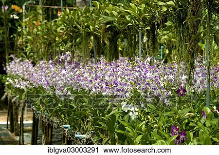 "Orchid farm, Phuket, Thailand, Asia" View Large Photo Image Stock Image - "Orchid farm, Phuket, Thailand, Asia". Fotosearch