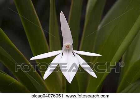 "Orchid flower (Jumellea arachnanthe), Palm Garden, Frankfurt am Main, Hesse, Germany, Europe" View Large Photo Image Stock Image - "Orchid flower (Jumellea arachnanthe), Palm Garden, Frankfurt am Main, Hesse, Germany, Europe". Fotosearch