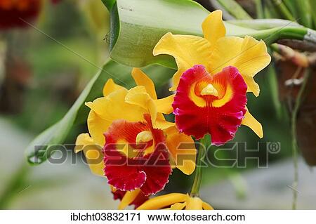 "Orchid (Laeliocattleya, Cattleya x Laelia), flowers, Germany, Europe" View Large Photo Image Stock Image - "Orchid (Laeliocattleya, Cattleya x Laelia), flowers, Germany, Europe". Fotosearch