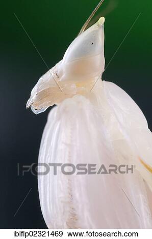 "Orchid Mantis (Hymenopus coronatus), subadult, close-up of head, Malaysia, Southeast Asia, Asia" View Large Photo Image Stock Photo - "Orchid Mantis (Hymenopus coronatus), subadult, close-up of head, Malaysia, Southeast Asia, Asia". Fotosearch