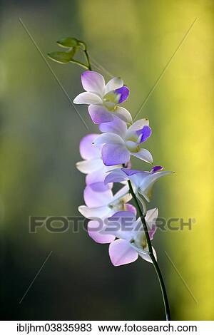 "Orchid (Orchidaceae), Central Thailand, Thailand, Asia" View Large Photo Image Stock Image - "Orchid (Orchidaceae), Central Thailand, Thailand, Asia". Fotosearch