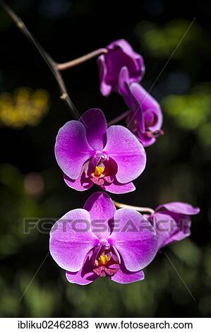 "Orchid (Orchidaceae), Guadeloupe, Lesser Antilles, Caribbean, North America" View Large Photo Image Stock Image - "Orchid (Orchidaceae), Guadeloupe, Lesser Antilles, Caribbean, North America". Fotosearch