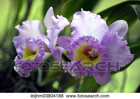 "Orchid (Orchidaceae), orchid farm, Chiang Mai, Northern Thailand, Thailand, Asia" View Large Photo Image Stock Photo - "Orchid (Orchidaceae), orchid farm, Chiang Mai, Northern Thailand, Thailand, Asia". Fotosearch