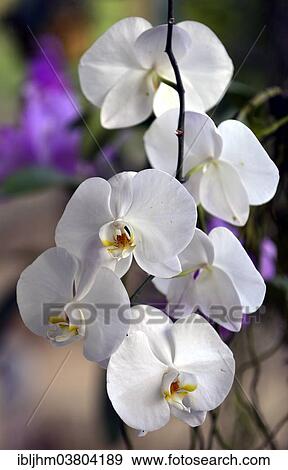 "Orchid (Orchidaceae), orchid farm, Chiang Mai, Northern Thailand, Thailand, Asia" View Large Photo Image Stock Photo - "Orchid (Orchidaceae), orchid farm, Chiang Mai, Northern Thailand, Thailand, Asia". Fotosearch