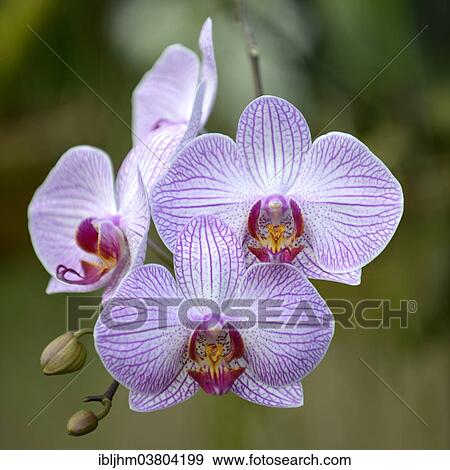 "Orchid (Orchidaceae), orchid farm, Chiang Mai, Northern Thailand, Thailand, Asia" View Large Photo Image Stock Photo - "Orchid (Orchidaceae), orchid farm, Chiang Mai, Northern Thailand, Thailand, Asia". Fotosearch