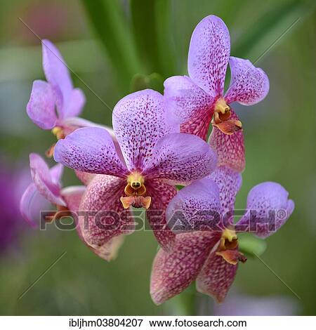 "Orchid (Orchidaceae), orchid farm, Chiang Mai, Northern Thailand, Thailand, Asia" View Large Photo Image Stock Photo - "Orchid (Orchidaceae), orchid farm, Chiang Mai, Northern Thailand, Thailand, Asia". Fotosearch