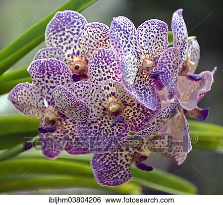 "Orchid (Orchidaceae), orchid farm, Chiang Mai, Northern Thailand, Thailand, Asia" View Large Photo Image Stock Photograph - "Orchid (Orchidaceae), orchid farm, Chiang Mai, Northern Thailand, Thailand, Asia". Fotosearch