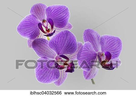 "Orchid (Phalaenopsis), purple" View Large Photo Image Stock Photograph - "Orchid (Phalaenopsis), purple". Fotosearch
