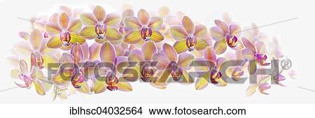 "Orchid (Phalaenopsis), yellow-purple, panoramic view" View Large Photo Image Picture - "Orchid (Phalaenopsis), yellow-purple, panoramic view". Fotosearch