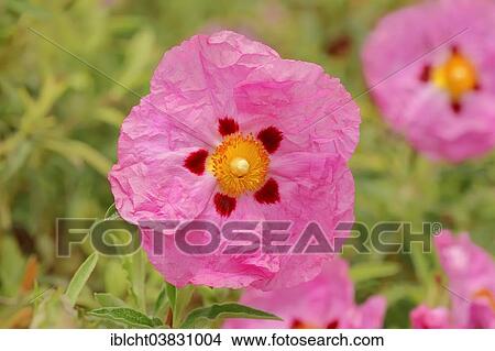 "Orchid Rockrose (Cistus x purpureus), flower, Provence, Southern France, France, Europe" View Large Photo Image Picture - "Orchid Rockrose (Cistus x purpureus), flower, Provence, Southern France, France, Europe". Fotosearch