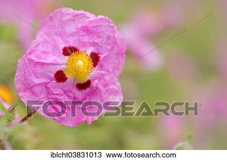 "Orchid Rockrose (Cistus x purpureus), flower, Provence, Southern France, France, Europe" View Large Photo Image Stock Image - "Orchid Rockrose (Cistus x purpureus), flower, Provence, Southern France, France, Europe". Fotosearch