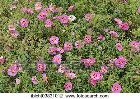 "Orchid Rockroses (Cistus x purpureus), flower, Provence, Southern France, France, Europe" View Large Photo Image Stock Image - "Orchid Rockroses (Cistus x purpureus), flower, Provence, Southern France, France, Europe". Fotosearch