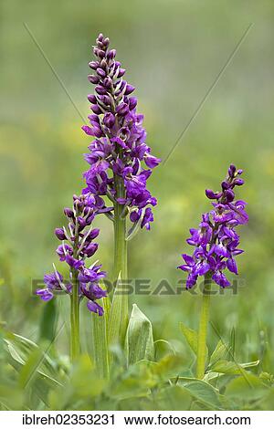 Stock Image - "Orchis kisslingii, hybrid of Orchis pallens and Orchis signifera, Bad Ditzenbach, Swabian Alp, Baden-Wuerttemberg, Germany, Europe". Fotosearch