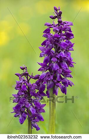 "Orchis kisslingii, hybrid of Orchis pallens and Orchis signifera, Bad Ditzenbach, Swabian Alp, Baden-Wuerttemberg, Germany, Europe" View Large Photo Image Stock Image - "Orchis kisslingii, hybrid of Orchis pallens and Orchis signifera, Bad Ditzenbach, Swabian Alp, Baden-Wuerttemberg, Germany, Europe". Fotosearch