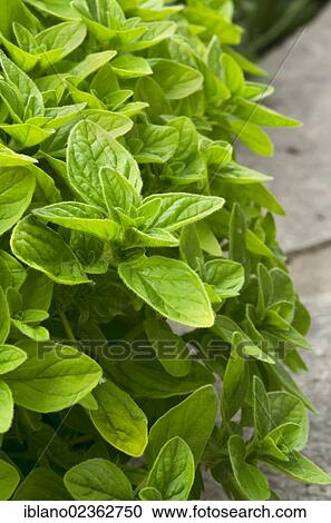 Stock Image - "Oregano (Origanum vulgare), Schwaz, Tyrol, Austria, Europe". Fotosearch