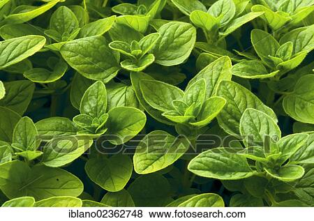 "Oregano (Origanum vulgare), Schwaz, Tyrol, Austria, Europe" View Large Photo Image Stock Photo - "Oregano (Origanum vulgare), Schwaz, Tyrol, Austria, Europe". Fotosearch