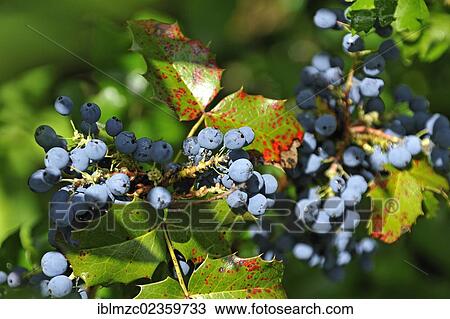 "Oregon-grape (Mahonia aquifolium), purplish-black fruits, Eckental, Middle Franconia, Bavaria, Germany, Europe" View Large Photo Image Stock Image - "Oregon-grape (Mahonia aquifolium), purplish-black fruits, Eckental, Middle Franconia, Bavaria, Germany, Europe". Fotosearch