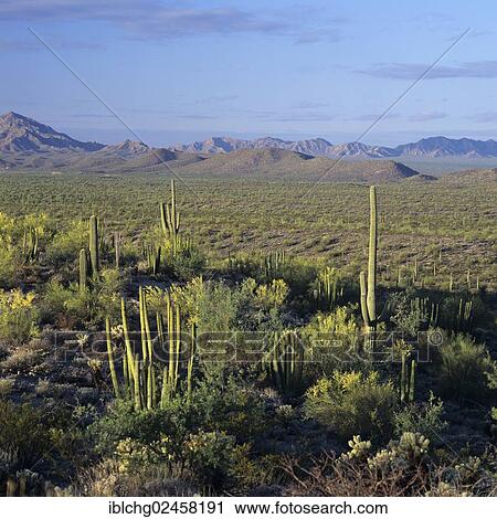 "Organ Pipe Cactus National Monument, Arizona, United States, North America" View Large Photo Image Stock Image - "Organ Pipe Cactus National Monument, Arizona, United States, North America". Fotosearch