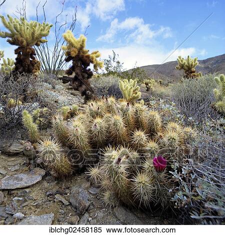 "Organ Pipe Cactus National Monument, Arizona, United States, North America" View Large Photo Image Stock Photography - "Organ Pipe Cactus National Monument, Arizona, United States, North America". Fotosearch