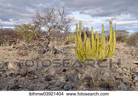 "Organ Pipe Cactus (Stenocereus thurberi), cactus desert in front of the Sierra de la Giganta, Highway 1 between Loreto and Mulege, Baja California Sur, Mexico, North America" View Large Photo Image Picture - "Organ Pipe Cactus (Stenocereus thurberi), cactus desert in front of the Sierra de la Giganta, Highway 1 between Loreto and Mulege, Baja California Sur, Mexico, North America". Fotosearch