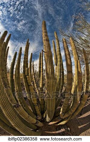"Organ Pipe Cactus (Stenocereus thurberi), stems, Arizona, USA" View Large Photo Image Stock Photo - "Organ Pipe Cactus (Stenocereus thurberi), stems, Arizona, USA". Fotosearch