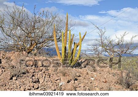 "Organ Pipe Cactus (Stenocerus thurberi) cactus desert in front of the Sierra de la Giganta, Highway 1 between Loreto and Mulege, Baja California Sur, Mexico, North America" View Large Photo Image Stock Photo - "Organ Pipe Cactus (Stenocerus thurberi) cactus desert in front of the Sierra de la Giganta, Highway 1 between Loreto and Mulege, Baja California Sur, Mexico, North America". Fotosearch