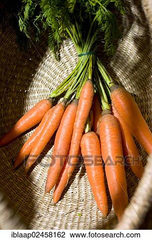 Organic carrots in a basket View Large Photo Image Stock Image - Organic carrots in a basket. Fotosearch