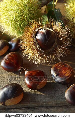 Organic chestnuts (Castanea sativa) View Large Photo Image Stock Image - Organic chestnuts (Castanea sativa). Fotosearch
