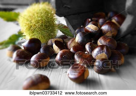 Stock Image - Organic chestnuts (Castanea sativa). Fotosearch