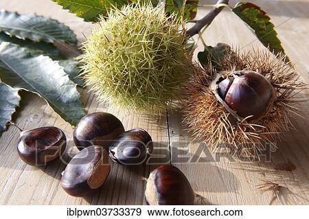 Organic chestnuts (Castanea sativa) View Large Photo Image Stock Photo - Organic chestnuts (Castanea sativa). Fotosearch