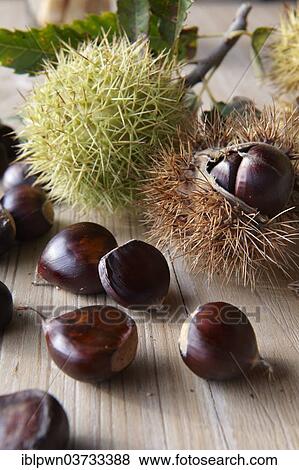 Stock Photo - Organic chestnuts (Castanea sativa). Fotosearch