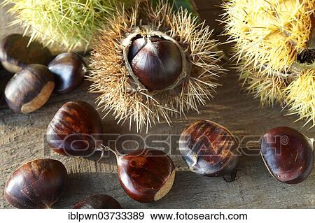 Organic chestnuts (Castanea sativa) View Large Photo Image Stock Photo - Organic chestnuts (Castanea sativa). Fotosearch