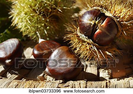 Stock Photograph - Organic chestnuts (Castanea sativa). Fotosearch
